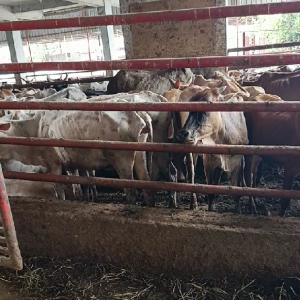 save cows
